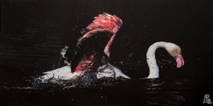 Sophie Delcaut canvas print : Greater flamingo I