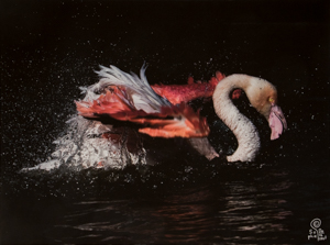 Sophie Delcaut canvas print : Greater flamingo II