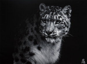 Sophie Delcaut canvas print : Panther I