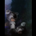 Alberto Varanda postcard : Petit Koala