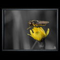 Sophie Delcaut framed print : Bee I