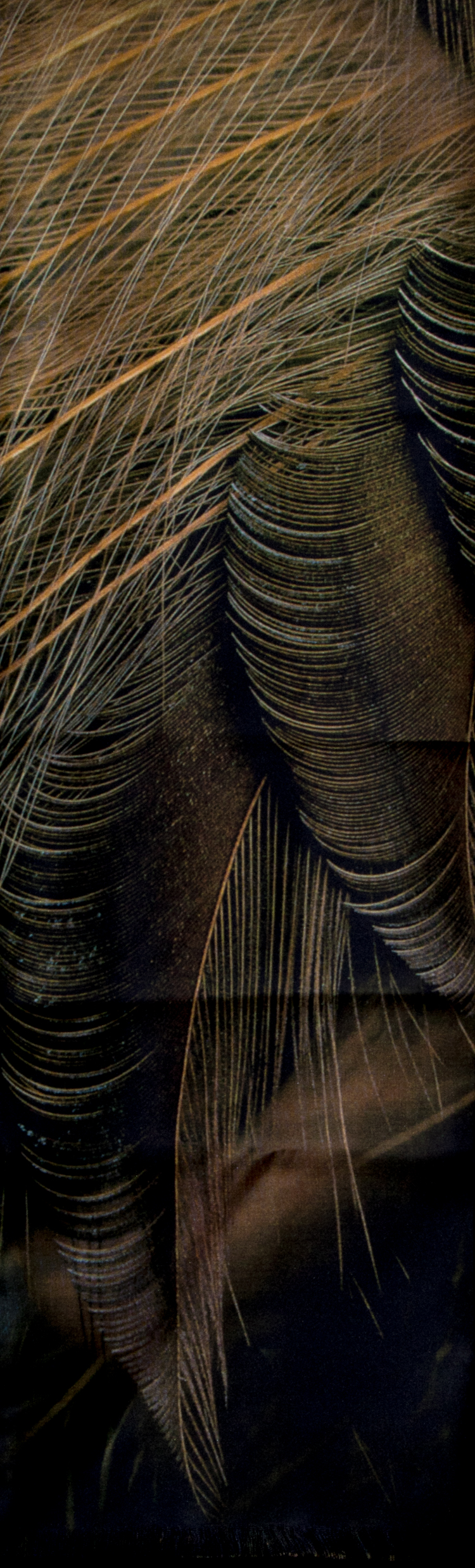 Unfolded Scarf for men : Feathers (Brown) (detail 2)