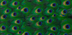 Sciarpa Louis C. Tiffany : Peacock (spiegato)