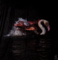 Sophie Delcaut scarf : Greater flamingo (unfolded)